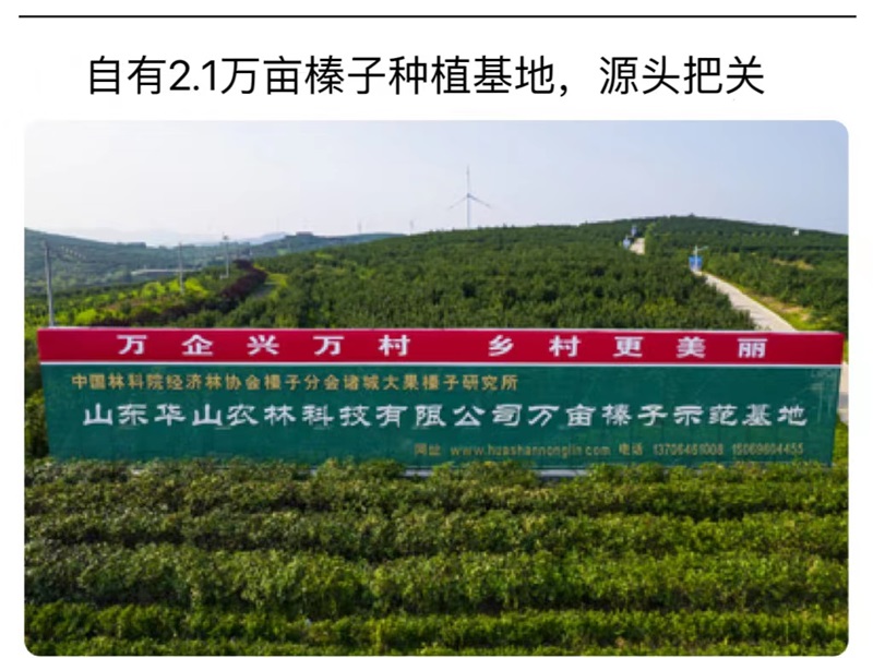 華山農(nóng)林萬畝榛子示范基地
