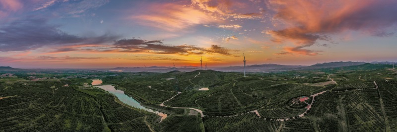 華山農(nóng)林萬畝榛子示范基地一角